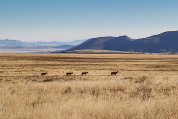 Obraz premium blesbok walking across the grass plains in front on scenic mountain backdrop