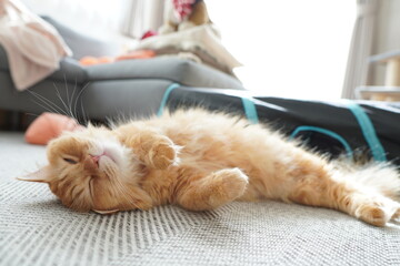 ヘソ天して日向ぼっこする猫