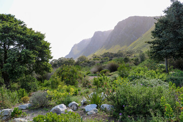 plants and mountains as seen from harold porter botanical gardens