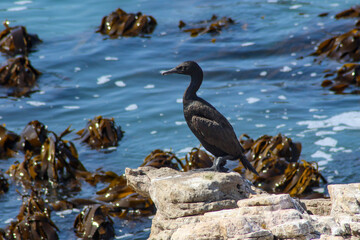 bank cormorant on a rock by the sea with kelp in the water