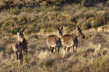 three mountain zebras in the late afternoon sun on the side of a hill