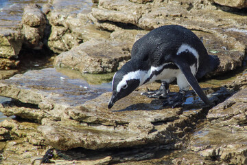bent over penguin on the rocks close to the water