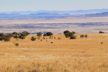 Fototapeta na wymiar dotted wildlife in the scenic eastern cape open grasslands