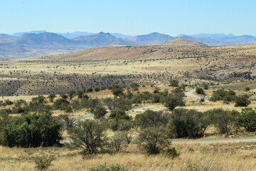 Fototapeta na wymiar drive through the scenic countryside of mountain zebra national park in the eastern cape south africa