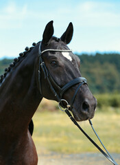 Horse dressage black head portraits with attentive look and bridle, photo in nature with blue sky..