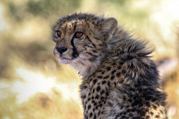 portrait of a cheetah