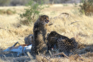 family of cheetah eating a springbok kill under a tree - obrazy, fototapety, plakaty