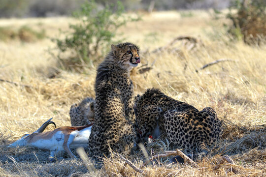 family of cheetah eating a springbok kill under a tree