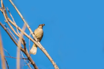 Streak-eared Bulbul (Pycnonotus blanfordi) perching on the branch  with a seed in its mouth to be fed to the baby birds and blue sky background