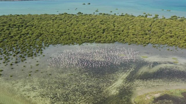 4K: Drone view of Umm Al Quwain stunning Mangrove Beach located in the emirates Umm Al Quwain in the United Arab Emirates