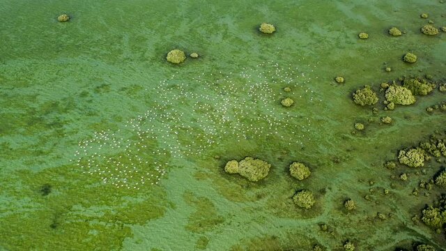 4K: Top view of Umm Al Quwain stunning Mangrove Beach located in the emirates of Umm Al Quwain in the United Arab Emirates