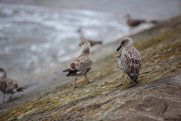 Port en Bessin Normandy France