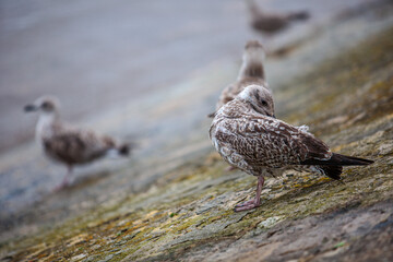 Port en Bessin Normandy France