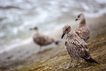 Port en Bessin Normandy France