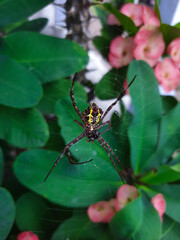 spider on a leaf