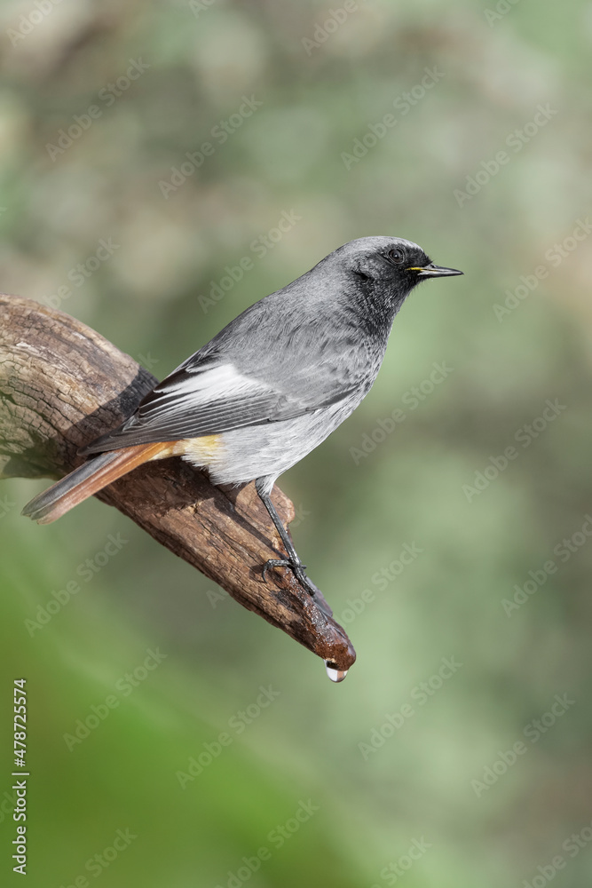 Wall mural Fine art portrait of Black redstart male perched on fountain in the woodland (Phoenicurus ochruros)