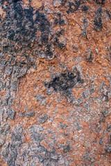 Pattern of tree trunks, bark mixed with black and brown, Close up texture of aged trees. natural background and wallpaper.