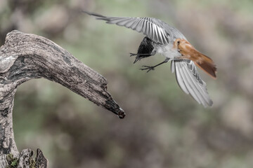 Ready to land, fine art portrait of Black redstart male (Phoenicurus ochruros)