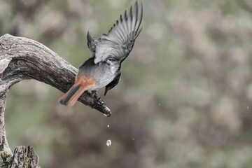 It's time to drink, fine art portrait of Black redstart male in the woodland (Phoenicurus ochruros)