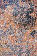 Pattern of tree trunks, bark mixed with black and brown, Close up texture of aged trees. natural background and wallpaper.