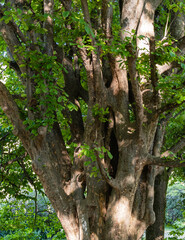 Large multi-stemmed camphor tree (Cinnamomum camphora), common camphor tree or camphor laurel with evergreen leaves. Adler arboretum 