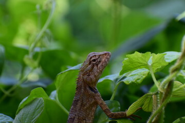 lizard on a tree