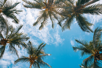 Fototapeta na wymiar Summer vacation concept, palm and coconut trees and blue sky at tropical beach
