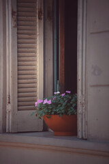 Fototapeta na wymiar Flowers in pot in a window sill