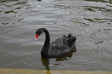 Fototapeta premium A beautiful black swan with a red beak swimming in a pond in a park in Madrid