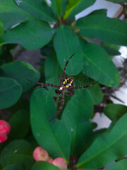 spider on a leaf