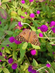 butterfly on flower