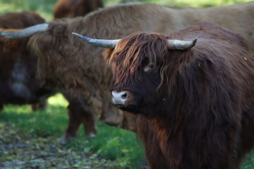 Scottish Highland cattle in the Schiebroeksepark in Rotterdam