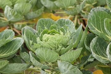 Fields with plants full of brussels sprouts in South Holland