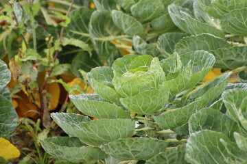 Fields with plants full of brussels sprouts in South Holland