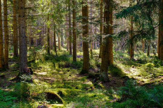 Green forest in Wildseemoor Nature Reserve