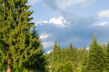 Fototapeta na wymiar A fir forest landscape from the Fairies Garden, Borsec, Romania 