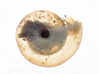 Partly transparent snail shell in the back light