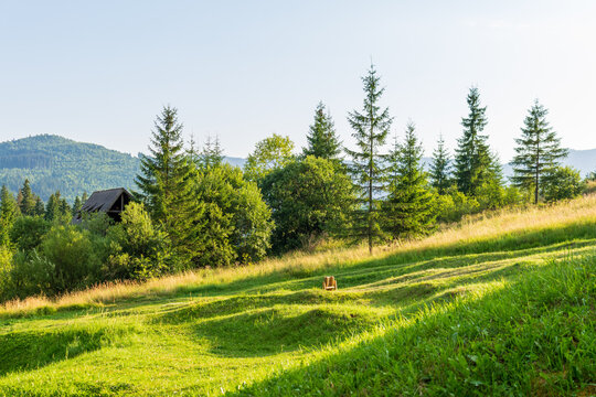 A fir forest landscape from the Fairies Garden, Borsec, Romania
