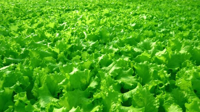 Grow lettuce close-up in the greenhouse. Green plantations of lettuce. Green bushes and seedlings on the farm. Agriculture. Vitamin and healthy food. Farm. Micro greens.