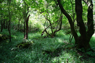 a refreshing spring forest in the sunlight