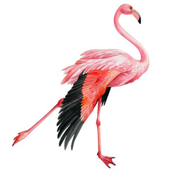 Pink flamingo on an isolated white background, watercolor illustration