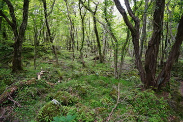 Fototapeta premium fern and moss in the spring forest