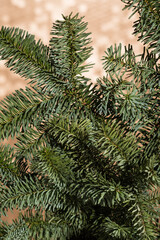 Fir branches on a golden background with copy-space