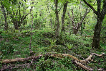 fallen trees in the thick wild forest