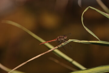 close up of a dragonfly