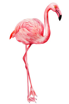 Pink flamingo on an isolated white background, watercolor illustration. Exotic bird