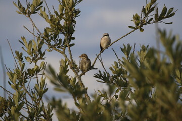 red backed shrike father and son