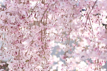 しだれ桜