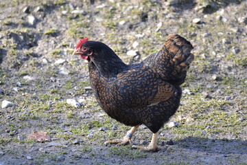 Huhn