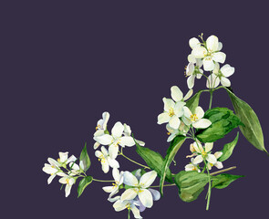 Watercolor composition of jasmine flowers on a dark background